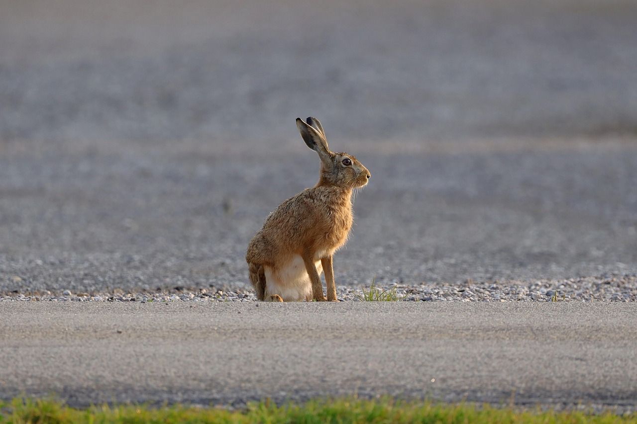 field-hare-7356801_1280.jpg